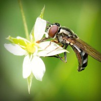 /album/hurmakarn/photolia-a02-jpg/